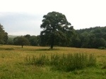 Oak in meadow
