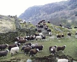 Herdwick Sheep