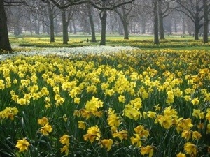 Daffodils in Cockermouth