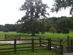 The view from a wet carpark