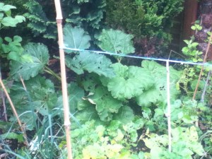 Rhubarb