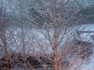 Resplendent in snow.  I like how the snow settles on the branches. 