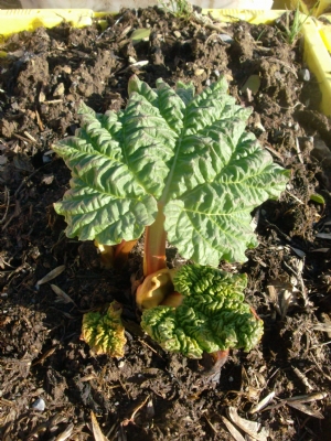 Baby Rhubarb