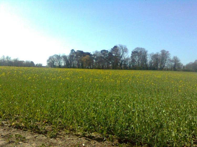 Beast of Bedmond Field