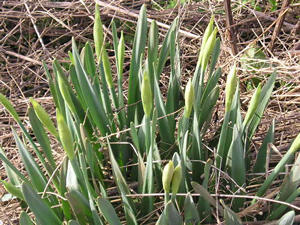 Daffodils in bud