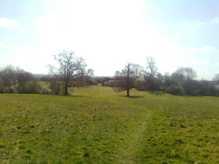 English Meadow