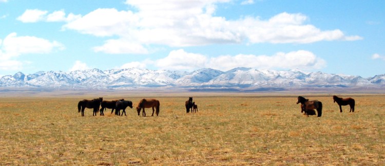 Mongolia Horses