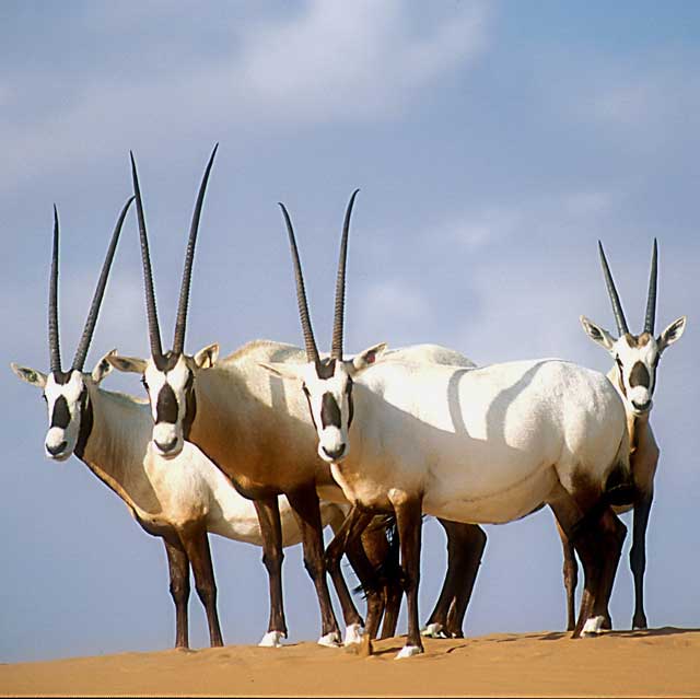 Oryx
