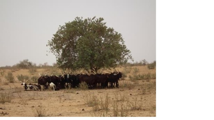 The Cool of the Shade