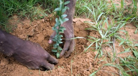 Planting a Tree