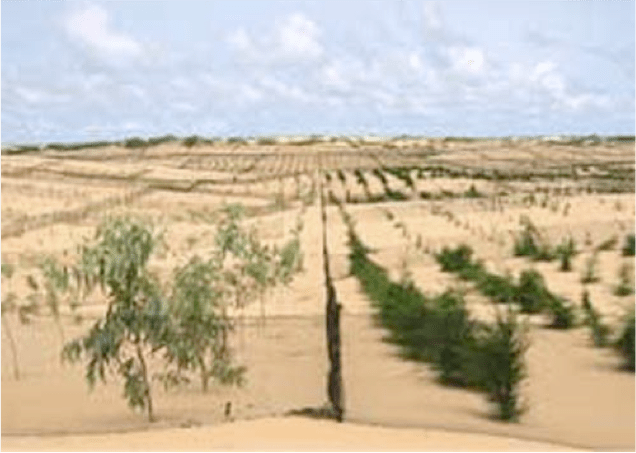 Part of The Green Wall of Africa