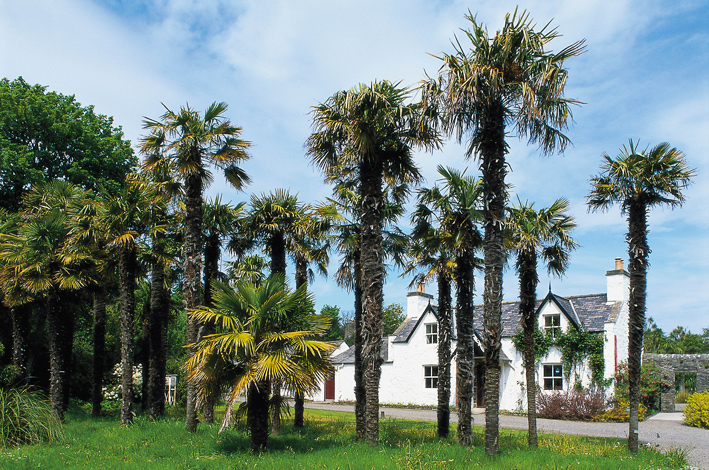 Scottish Palms