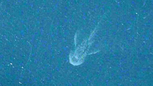 Close Up of Nessie as visible on Apple Maps