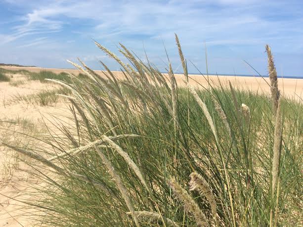 Dune grass