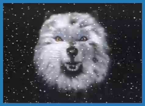 The Wolves are running