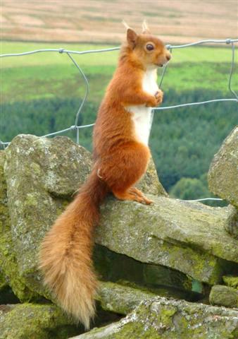 Red Squirrels in Northumberland