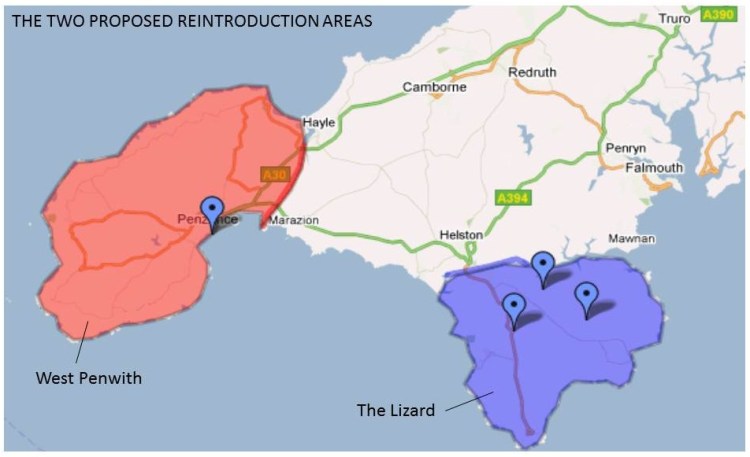 Red Squirrel Re-introduction in Cornwall