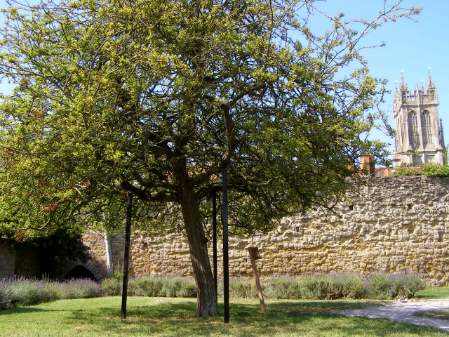 The Holy Thorn in Glastonbury Abbey