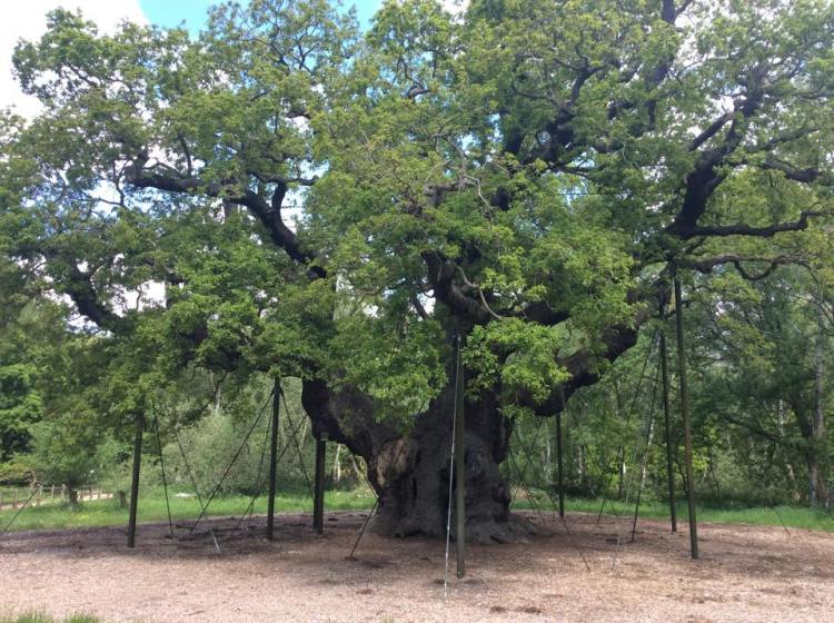 Robin Hood and the Major Oak