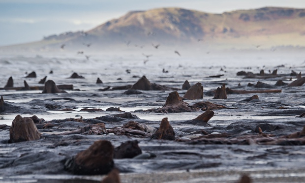 Borth forest remains, Cardigan Bay