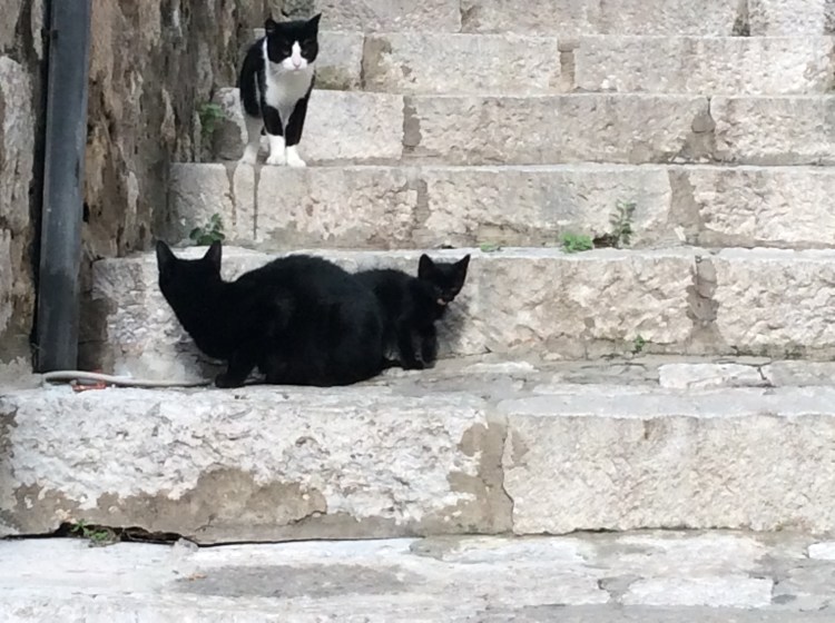 Dubrovnik is home to lots of cats and kittens