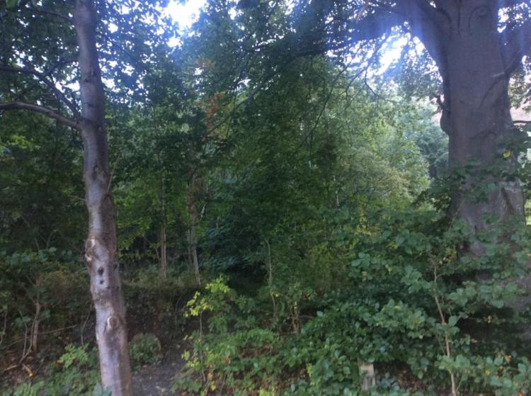 The climb begins from the start with a steep ascent through the western fringe of Dodds Woods