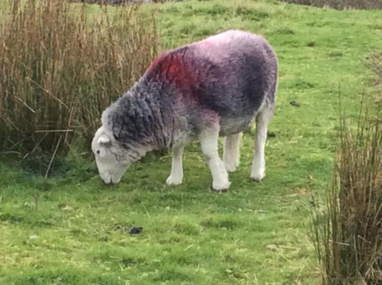 14492419_695752950578033_8111433767986879829_n