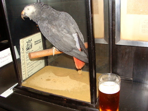 Polly the foul mouthed parrot of Fleet Street as he is today at Ye Olde Cheshire Cheese.