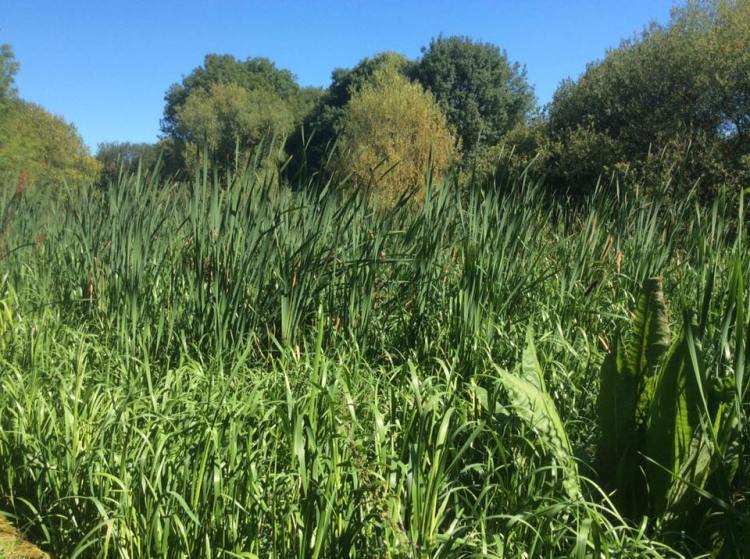 21077350_888467164639943_6415929240660511594_n