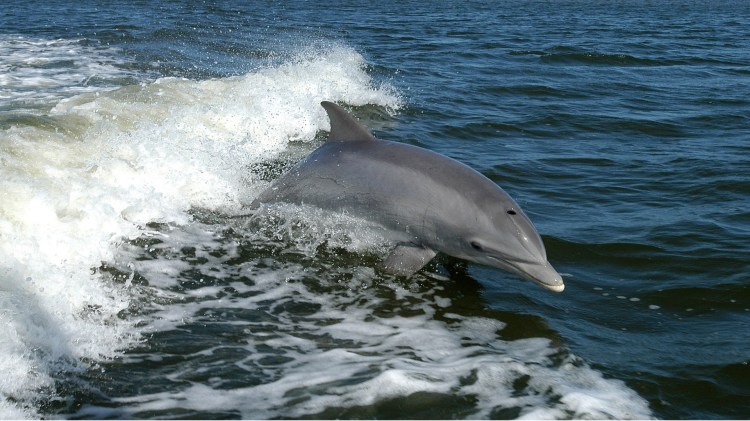 dauphin-tursiops-truncatus