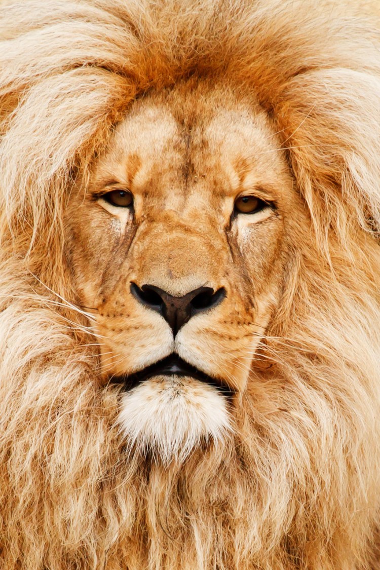 lion-portrait-11294081601ws1