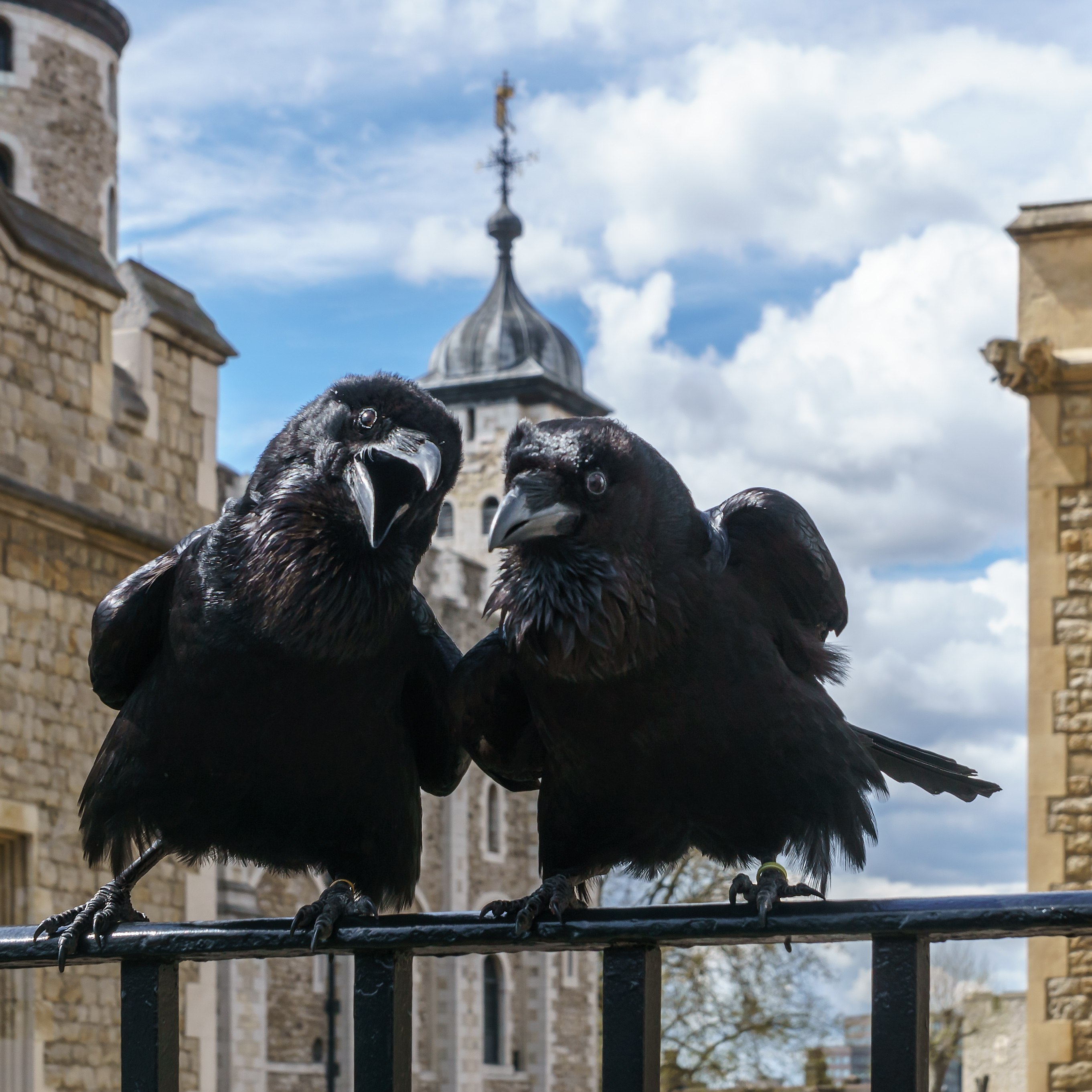 Jubilee and Munin, Ravens, Tower of London.