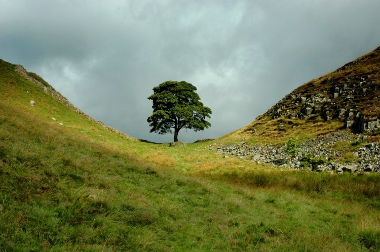One of the mos famous trees in Britain, Sycamore Gap. Made iconic in the 1991 Robin Hood - Prince of Thieves film. In reality it makes no sense to go 400 miles plus from the Channel to camp here overnight before going to Nottingham... as Nottingham is the half way spot!