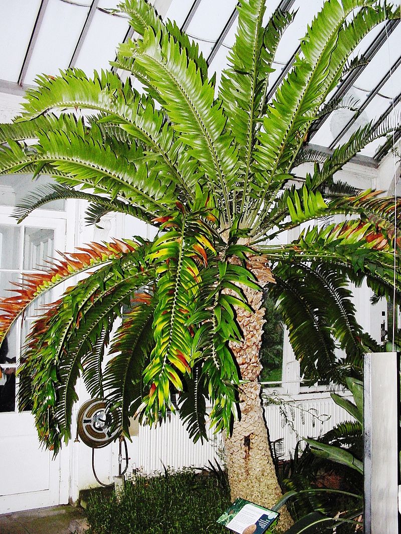Encephalartos woodii in Kew before the renovation of the Temperate House