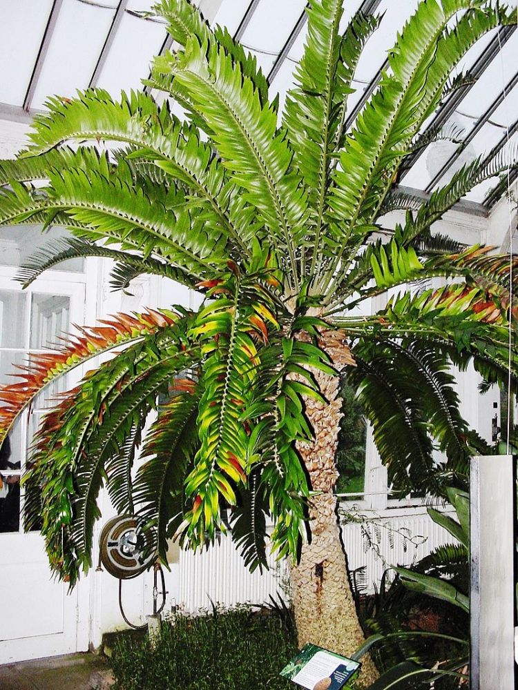 Encephalartos woodii in Kew before the renovation of the Temperate House