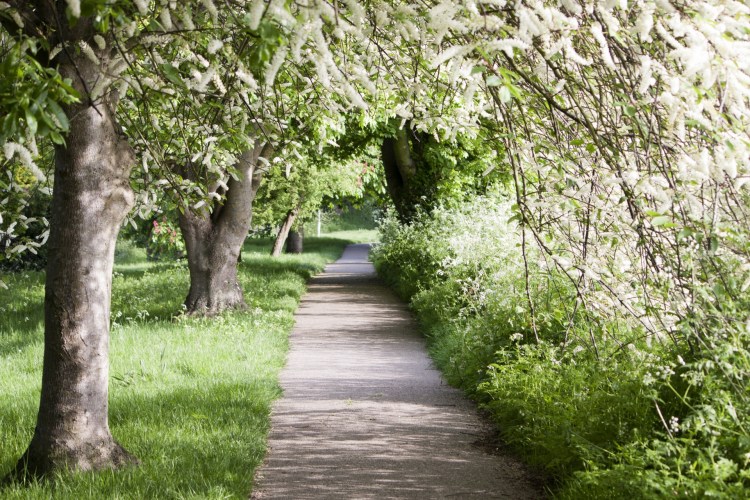 spring-tree-lined-walk
