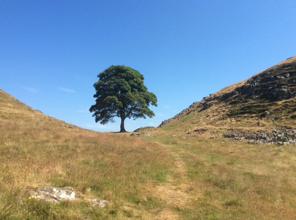 Sycamore Gap