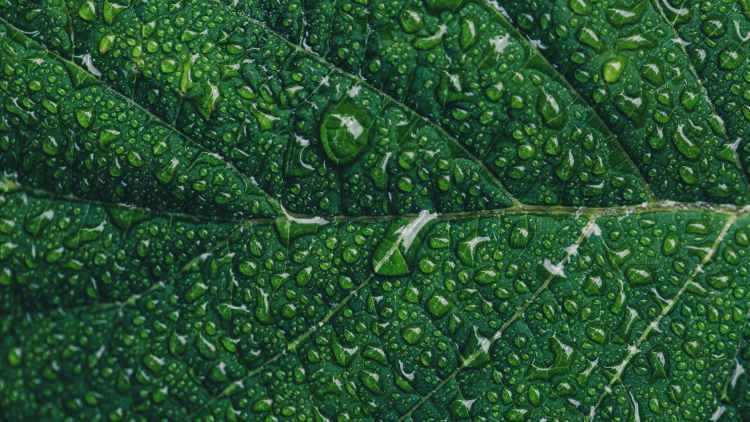 close up photography of green leaf with drops of water