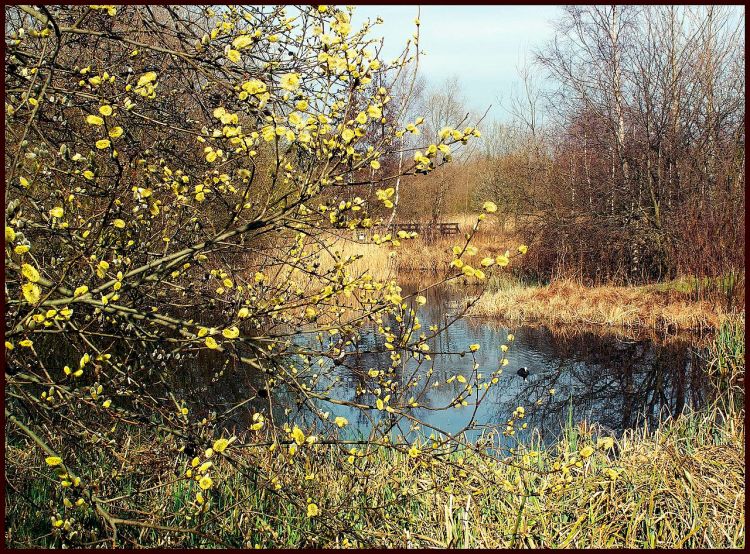 London_Wetland_Centre._-_panoramio.jpg