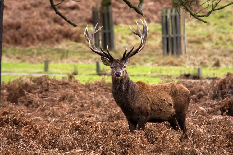 Red_Deer_Stag