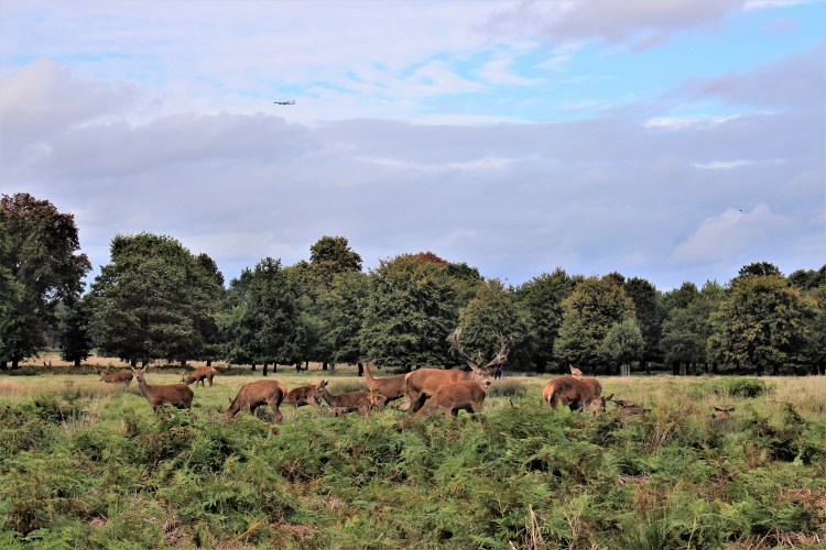 Richmond_Park,_London_-_2017_-_6