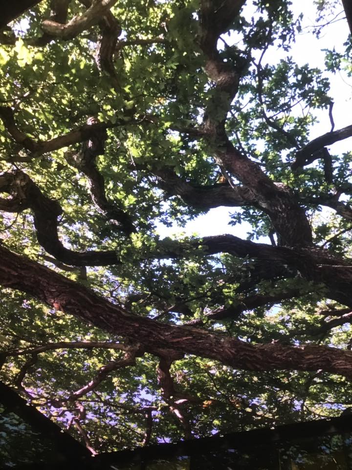 53385636_1268548889965100_8872437590607790080_n