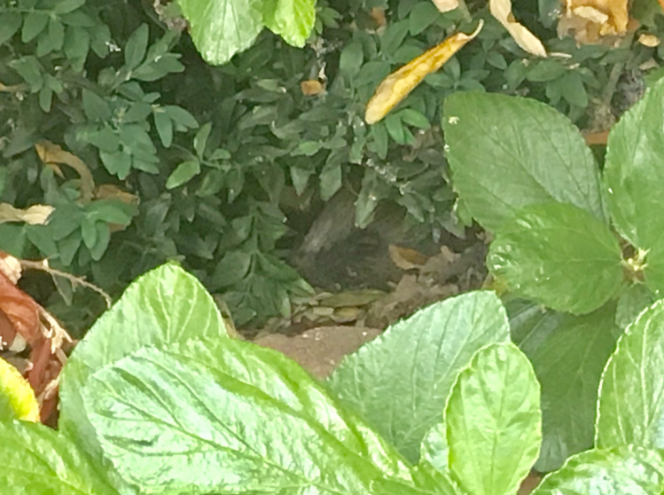 Screenshot 2019-07-24 at 07.40.29