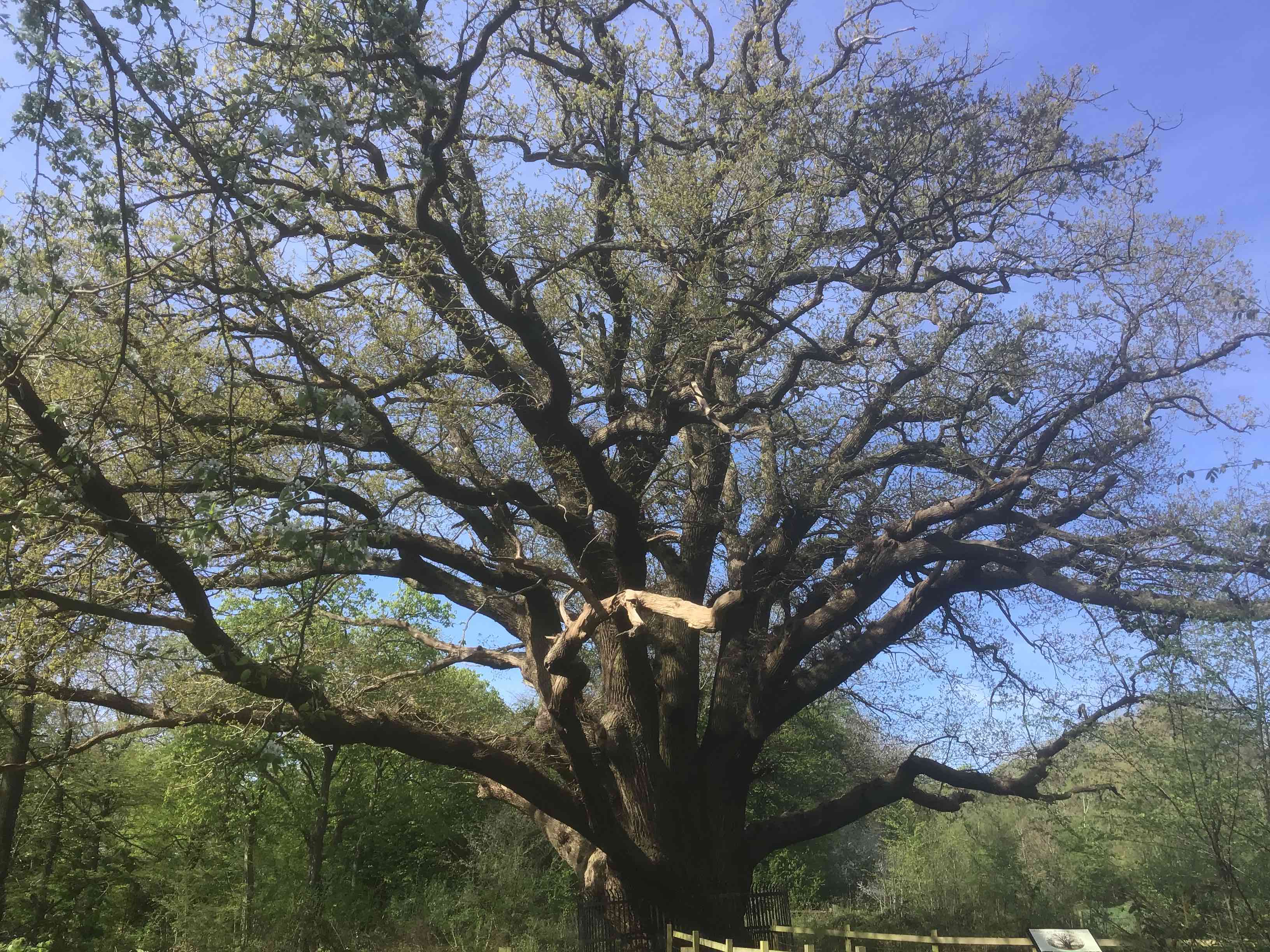 The Master Oak