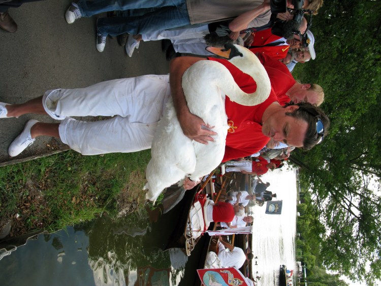 swan_upping_at_henley