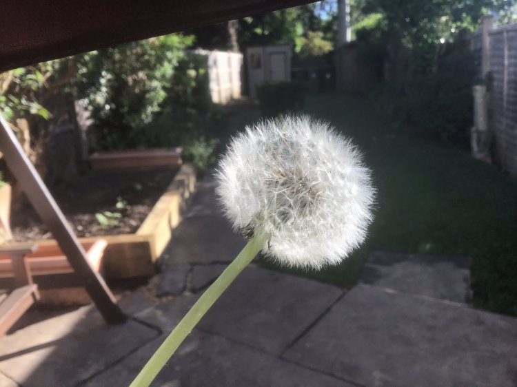 Dandelion