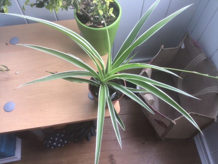 Spider Plant2