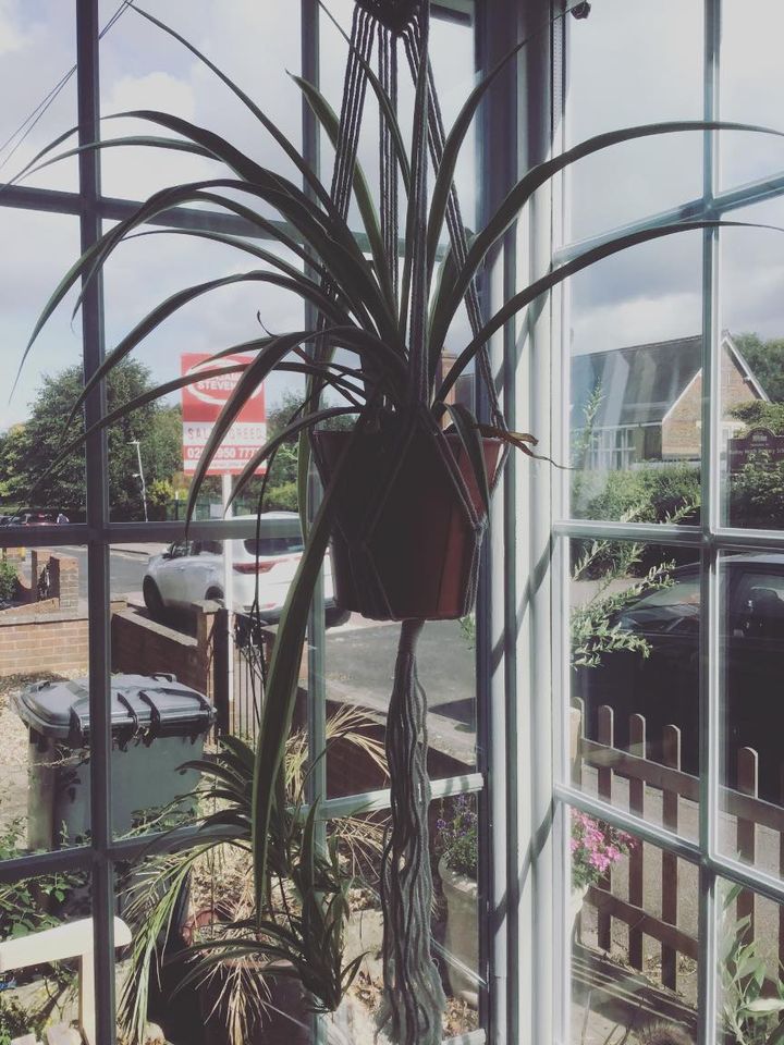 Hanging spider plant