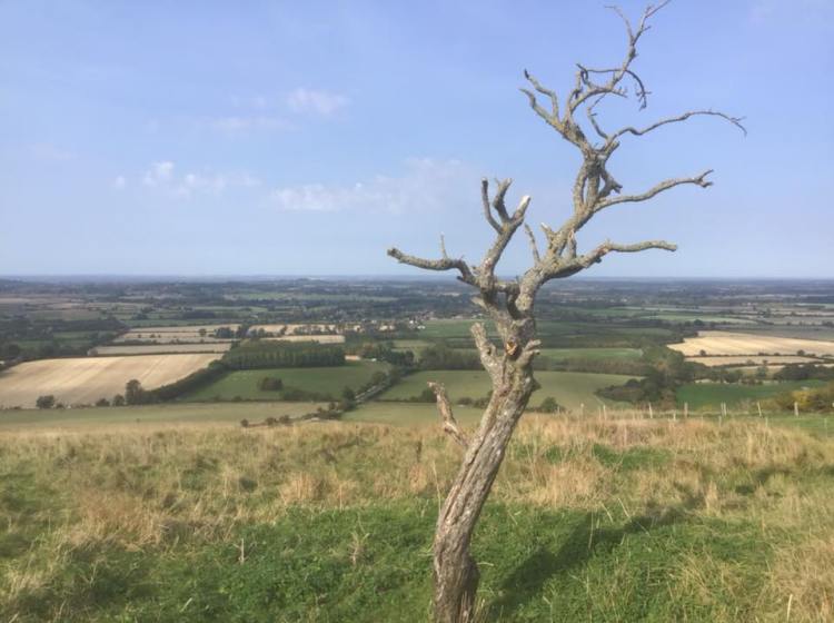 A tree that the dragon burnt with his fiery breath.