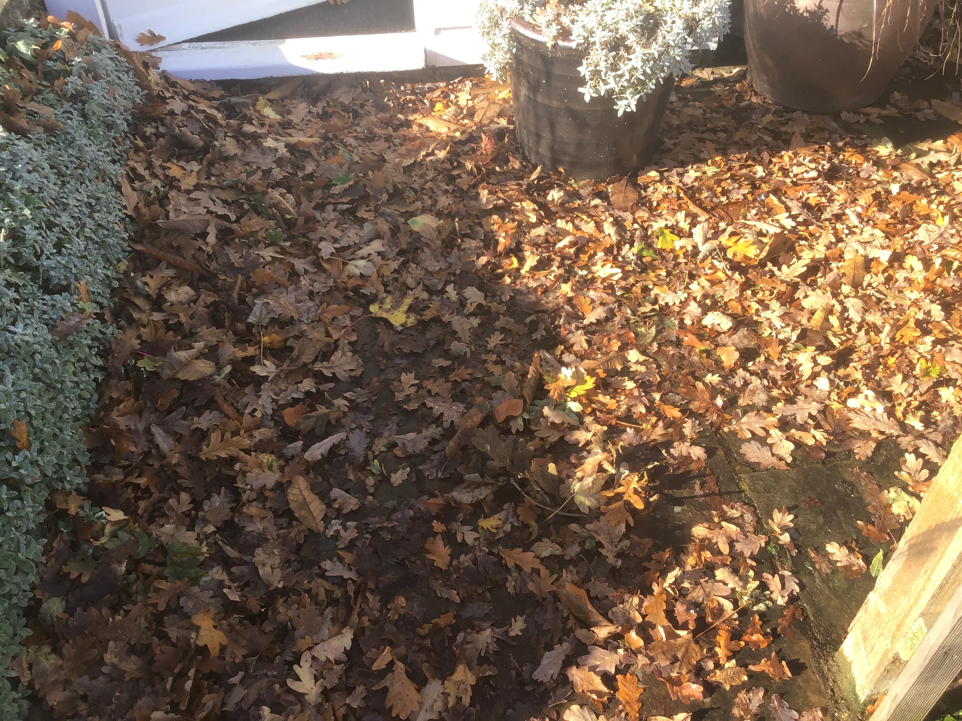 Revenge of the leafy